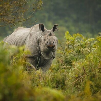 Rhino, Kaziranga tour from Guwahati