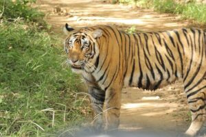 Ranthambore wildlife tour