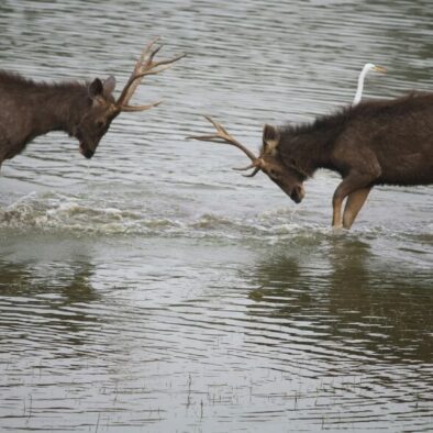 Ranthambore wildlife tour