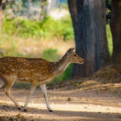 Kanha national park tour