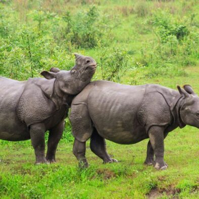 Indian Rhino, Kaziranga tour from Guwahati