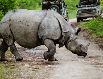 Rhino, Kaziranga tour from Guwahati
