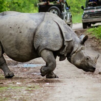 Rhino, Kaziranga tour from Guwahati