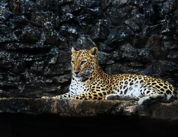 Loopard, Nagarhole National park tour from Bangalore