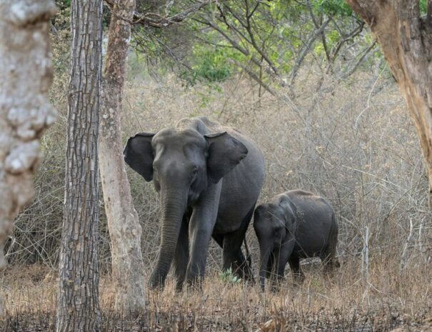 Elephant, Nagarhole National park tour from Bangalore