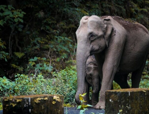 elephant, Nagarhole National park tour from Bangalore