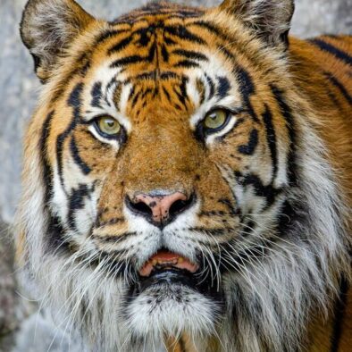 Tiger, Nagarhole National park tour from Bangalore