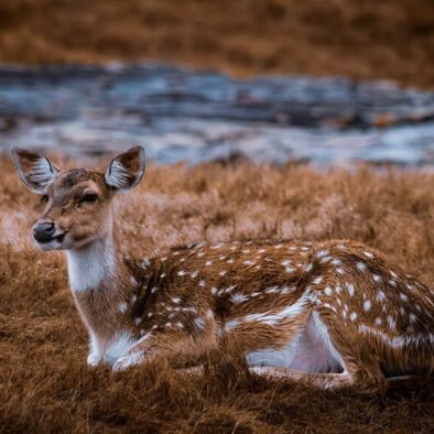 Ranthambore wildlife tour