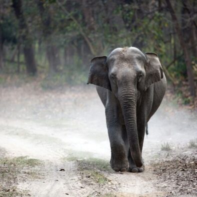 elephant, 2 days tour of Jim Corbett National Park from Delhi