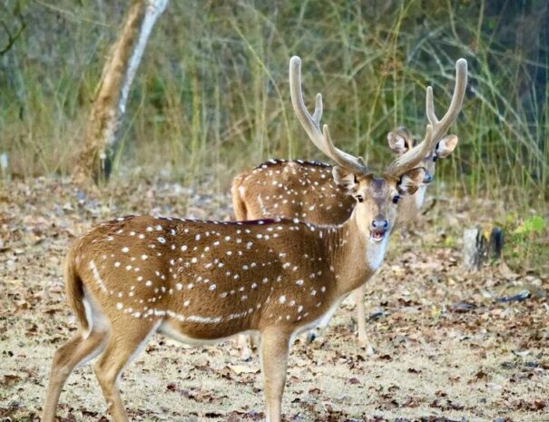 Deer, Nagarhole National park tour from Bangalore
