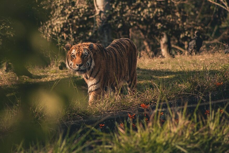Tiger in Sundarban wildlife tour