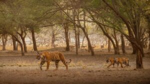Tigers of sundarban