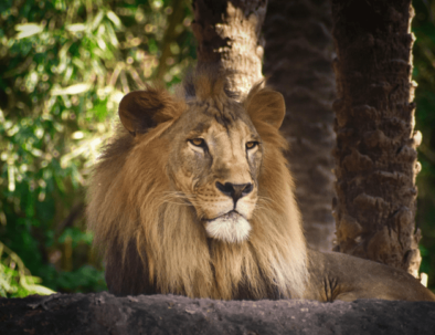 Gir Lion conservation story