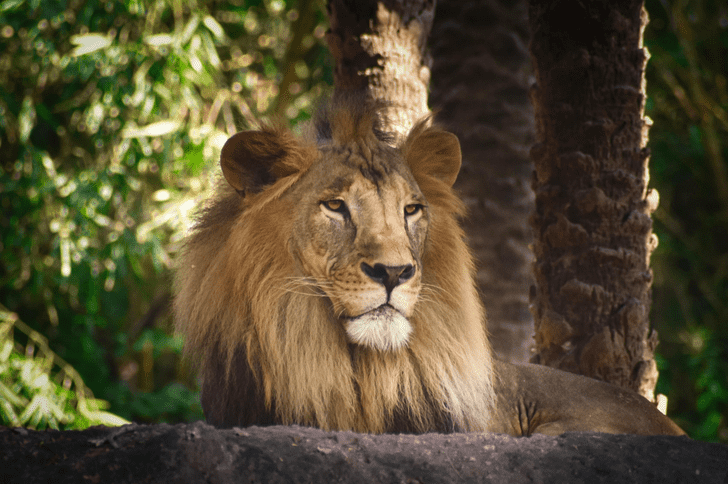 Gir Lion conservation story