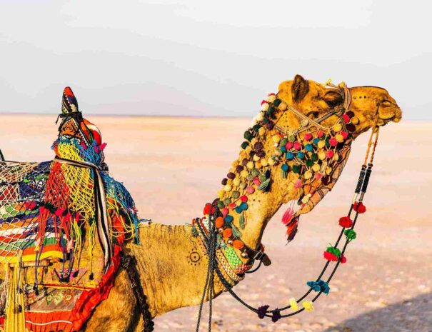 Rann of Kutch tour from Ahmedabad
