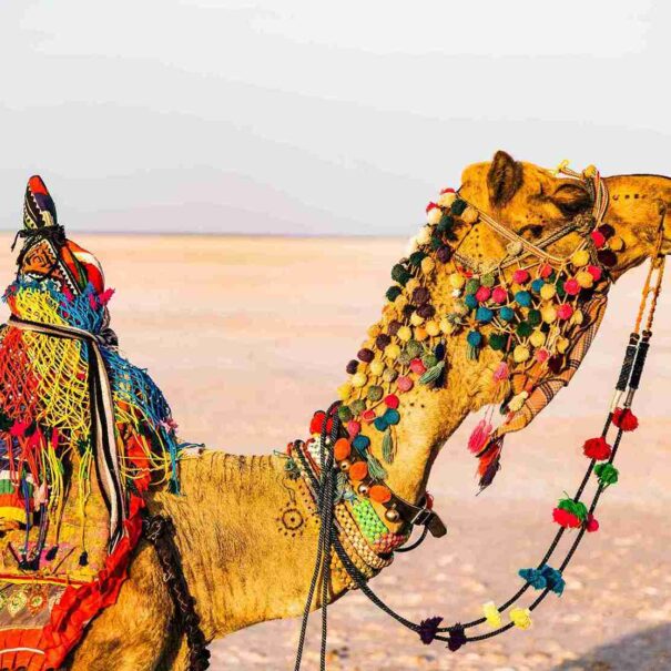 Rann of Kutch tour from Ahmedabad