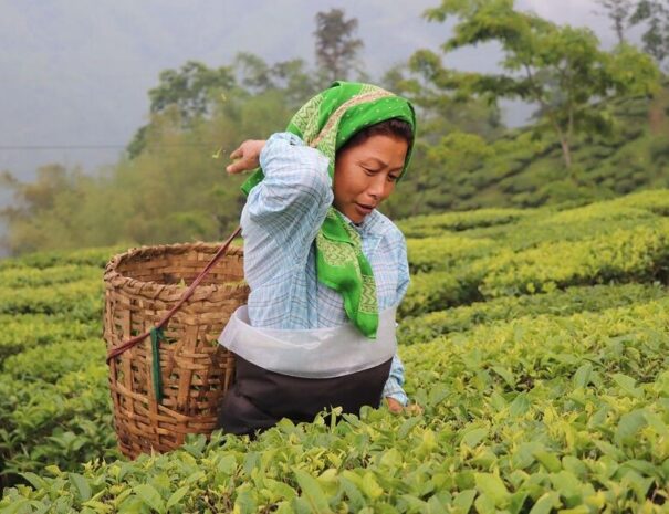 Darjeeling tour from kolkata