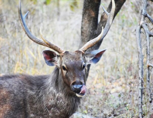 Gir forest tour from Ahmedabad to see the Asiatic Lions