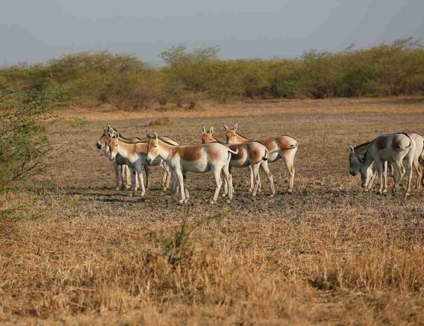 Wild ass, Rann of Kutch tour from Ahmedabad