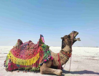 Rann of Kutch tour from Ahmedabad