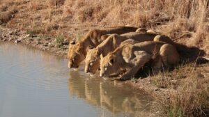 Gir forest tour from Ahmedabad