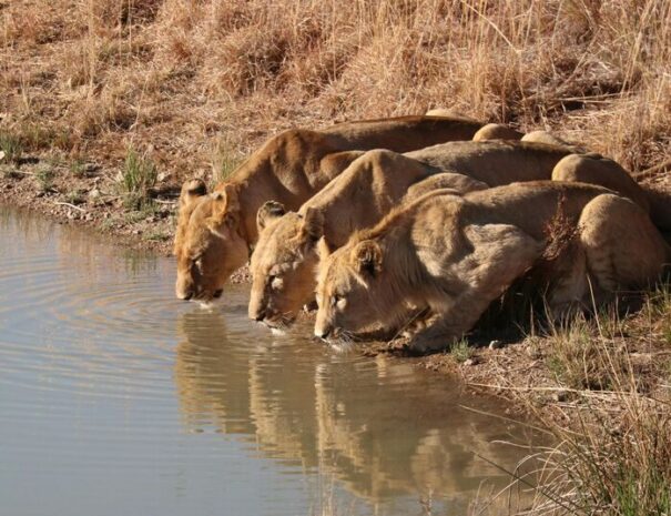 Gir forest tour from Ahmedabad