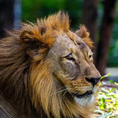 Gir forest tour from Ahmedabad to see the Asiatic Lions