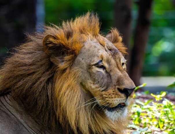 Gir forest tour from Ahmedabad to see the Asiatic Lions