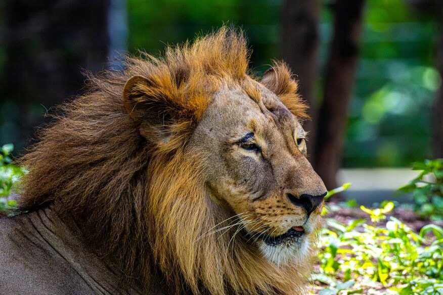 Gir forest tour from Ahmedabad to see the Asiatic Lions