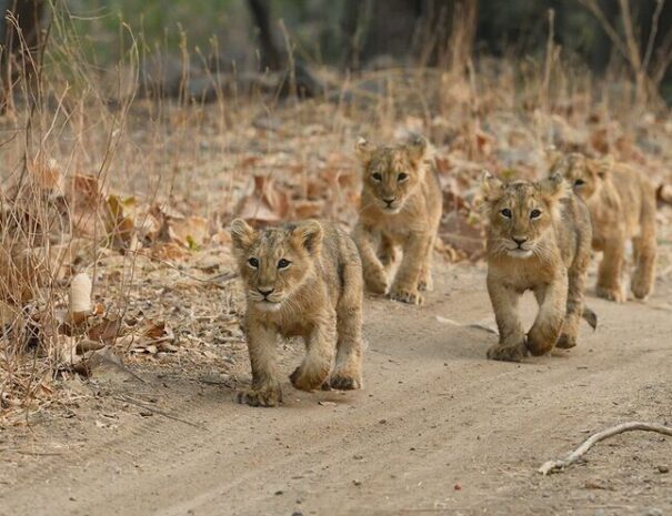Gir forest tour from Ahmedabad