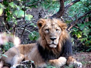 Gir forest tour from Ahmedabad
