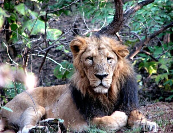 Gir forest tour from Ahmedabad