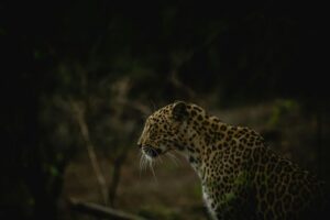 Leopard in Gir forest tour from Ahmedabad
