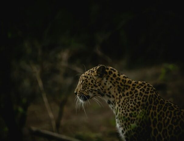 Leopard in Gir forest tour from Ahmedabad