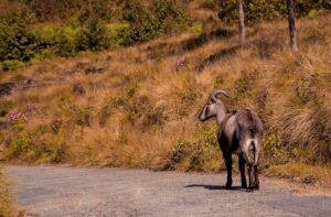 Nilgiri biosphere wildlife