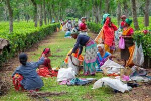 Assam Tea