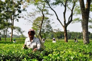 Indian Tea