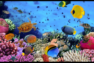 Havelock Island tour including Semi-submarine coral experience