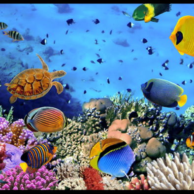 Havelock Island tour including Semi-submarine coral experience