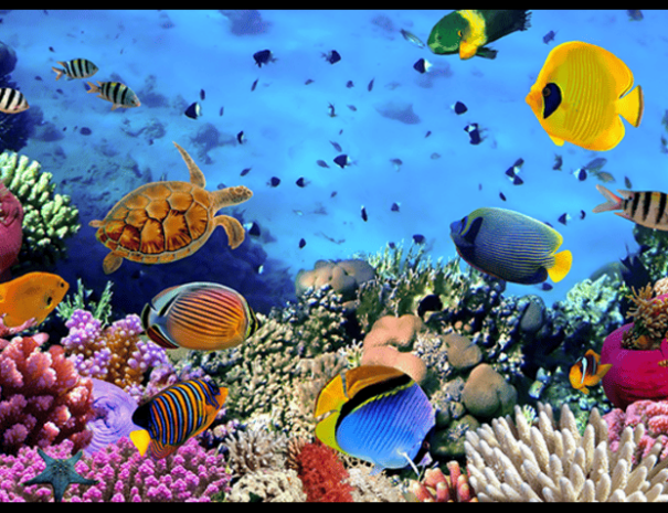 Havelock Island tour including Semi-submarine coral experience