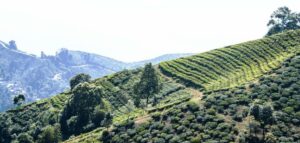 Darjeeling tea