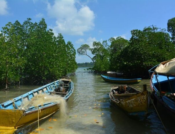 Mangroves, Baratang tour from Port Blair