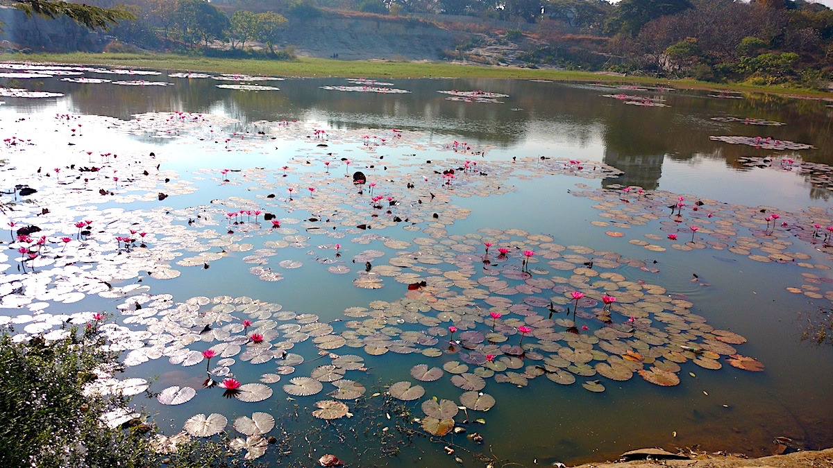 lalbagh lotus pond