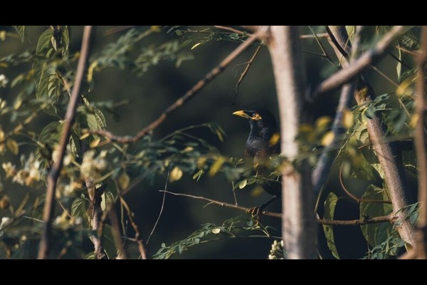 Andaman Indigenous tribe tour