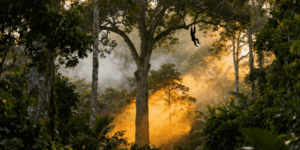 Hoolock Gibbons tour in Assam