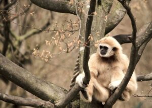 Hoolock Gibbons tour in Assam