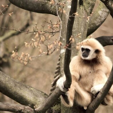 Hoolock Gibbons tour in Assam