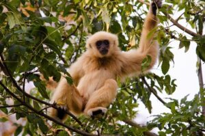 Hoolock Gibbons tour in Assam