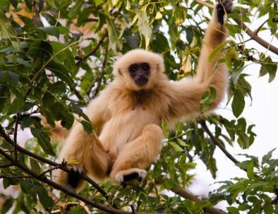 Hoolock Gibbons tour in Assam