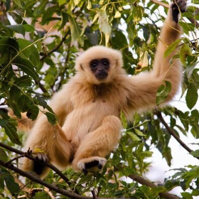 Hoolock Gibbons tour in Assam